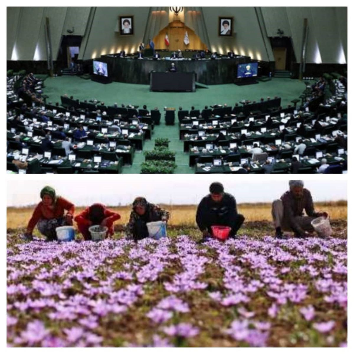 زعفران