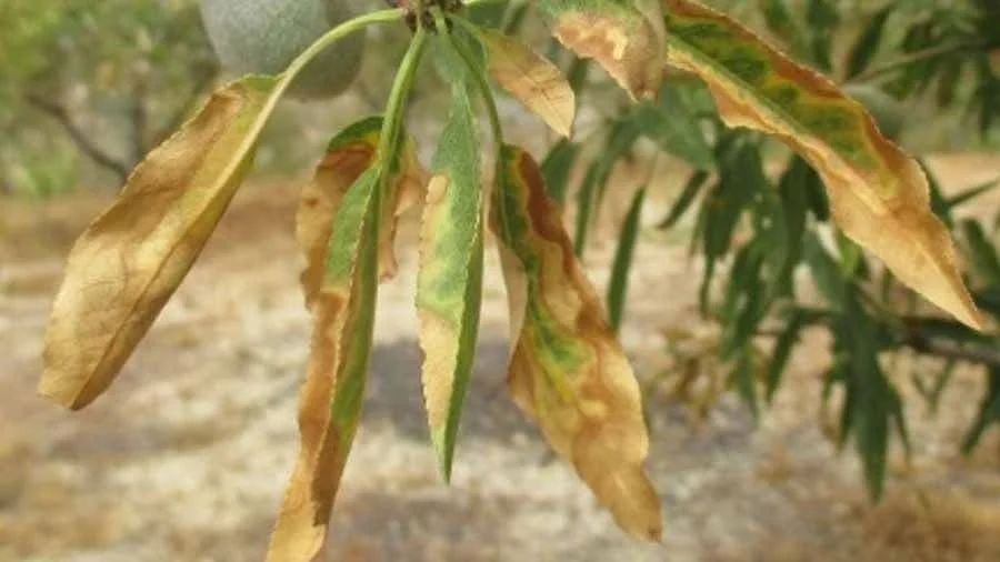 خانواده
