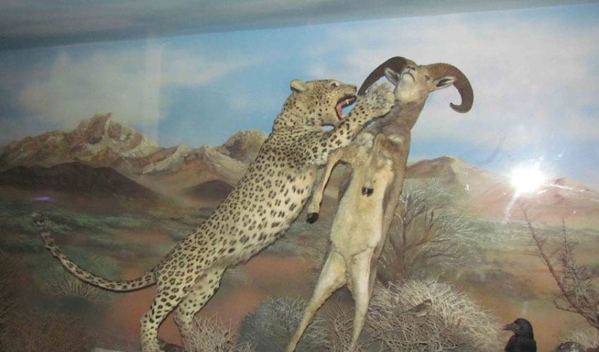طبیعت