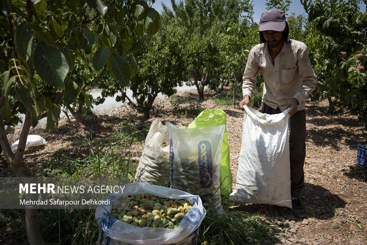 گردشگری و مهاجرت