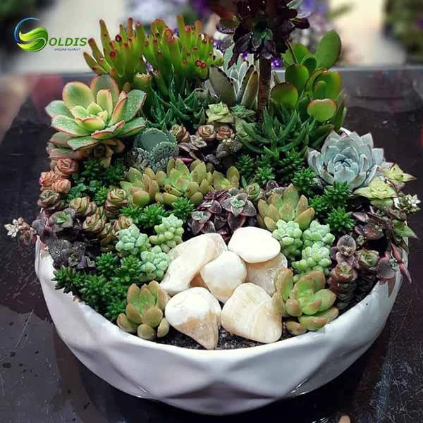 گردشگری و مهاجرت