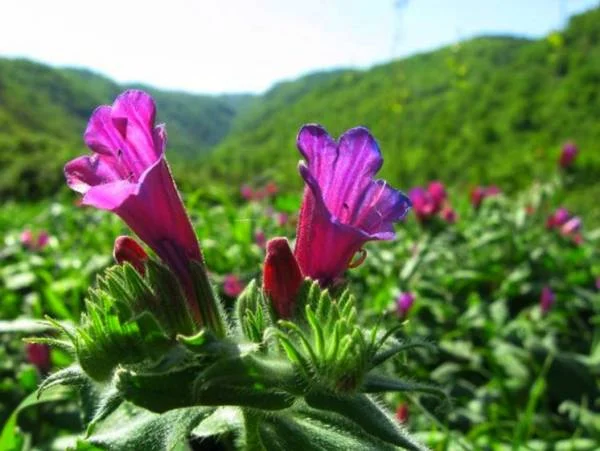 زبان