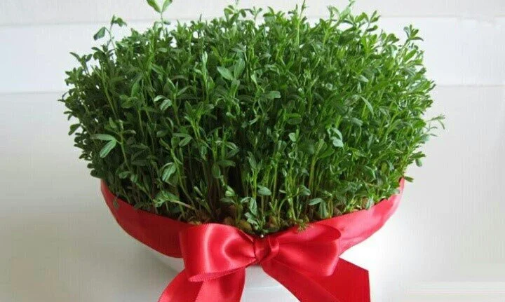 عمومی