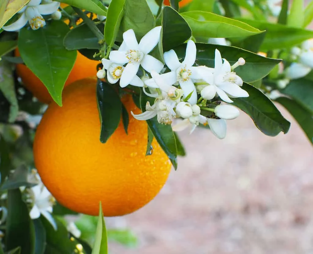 عمومی