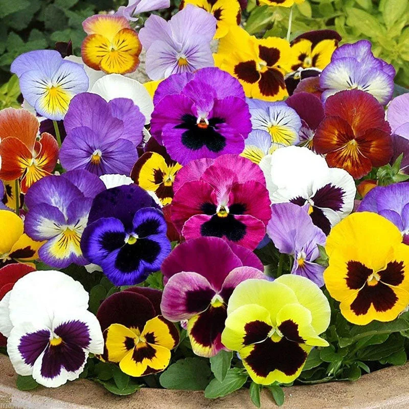 عمومی