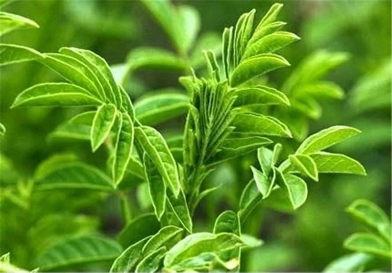 عمومی