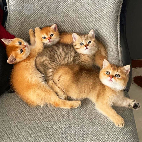 پزشک