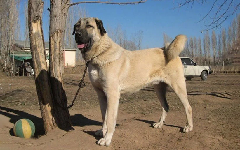 صنعت و تجارت