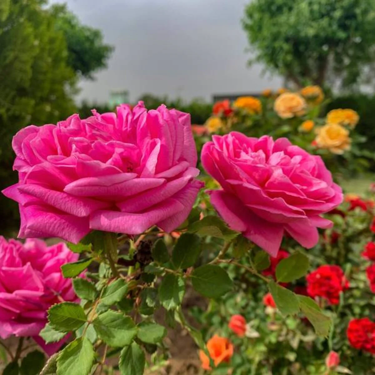 صنعت و تجارت